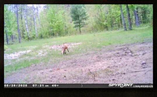 5228 S Brown Rd, Cadillac, MI 49601 - view of yard with a view of trees