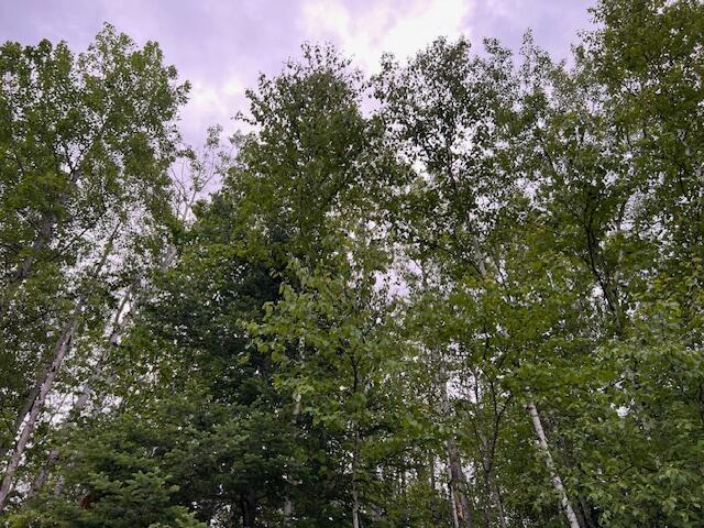 4593 Kalua Dr, Indian River, MI 49749 - photo 5