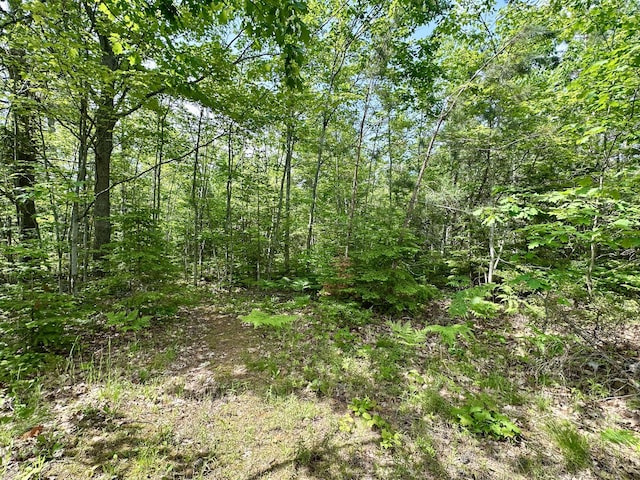 7984 US-23, Cheboygan, MI 49721 - view of wooded area