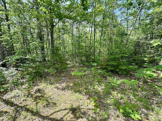7984 US-23, Cheboygan, MI 49721 - view of tree filled area