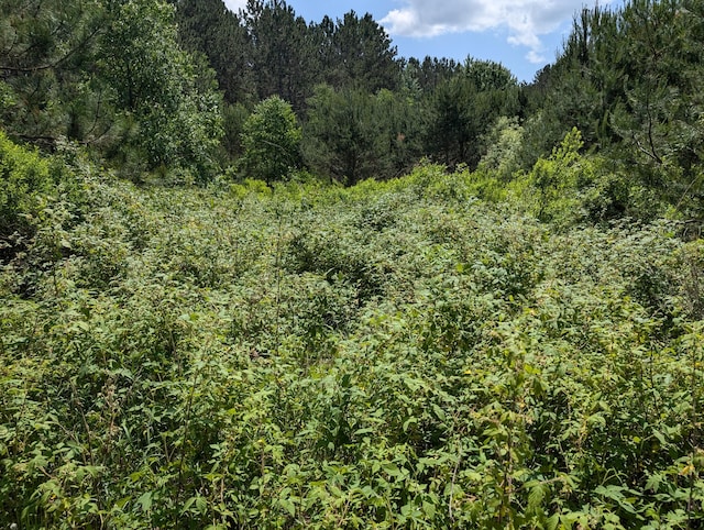 3090 S 37th Rd, Cadillac, MI 49601 - view of woods