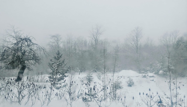 LotF Forest Drive, Cheboygan, MI 49721