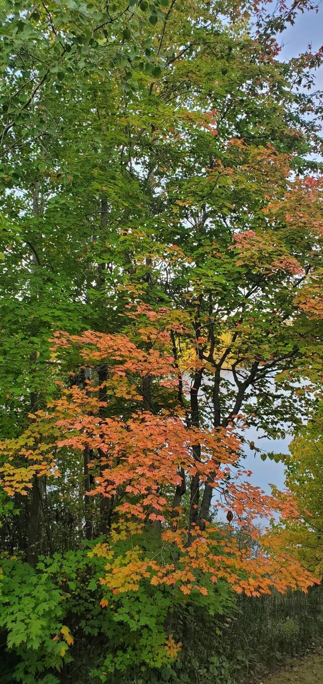 LotF Forest Drive, Cheboygan, MI 49721