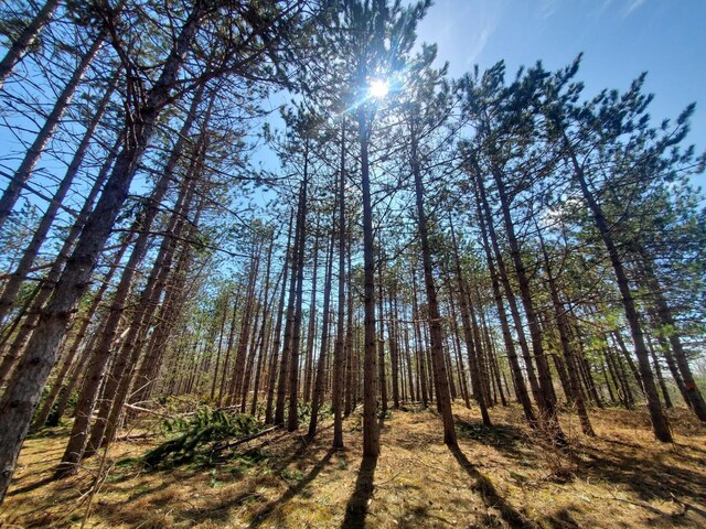 LotF Forest Drive, Cheboygan, MI 49721