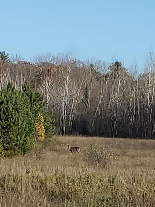 LotF Forest Drive, Cheboygan, MI 49721