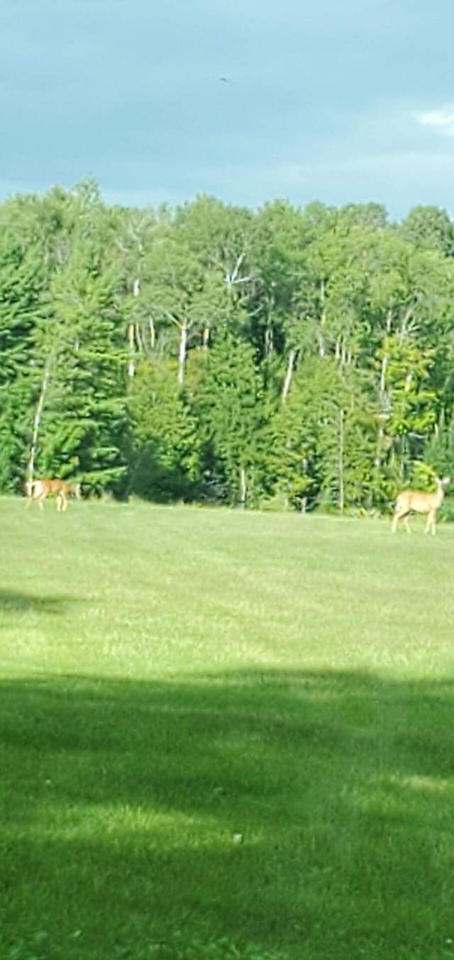 LotF Forest Drive, Cheboygan, MI 49721
