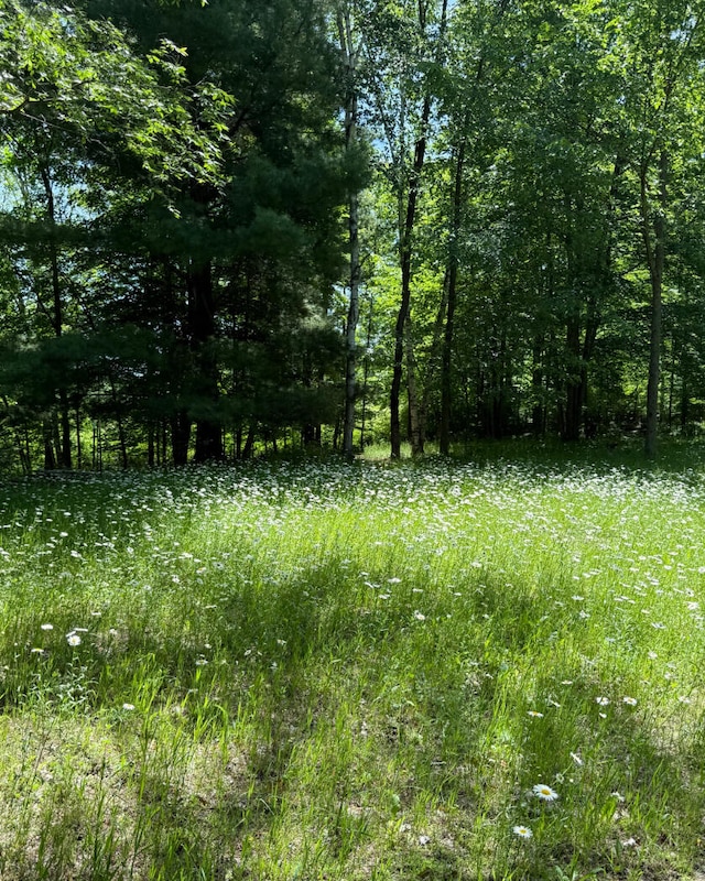 3628 Rau Rd, West Branch, MI 48661 - view of local wilderness