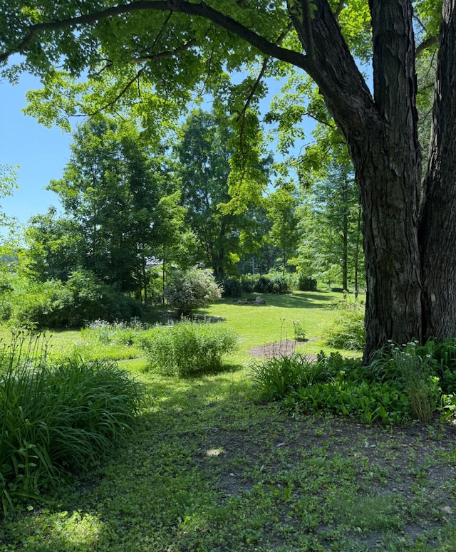 3628 Rau Rd, West Branch, MI 48661 - view of nature