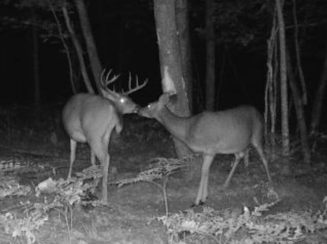 VL W Jones Lake Rd, Grayling, MI 49738