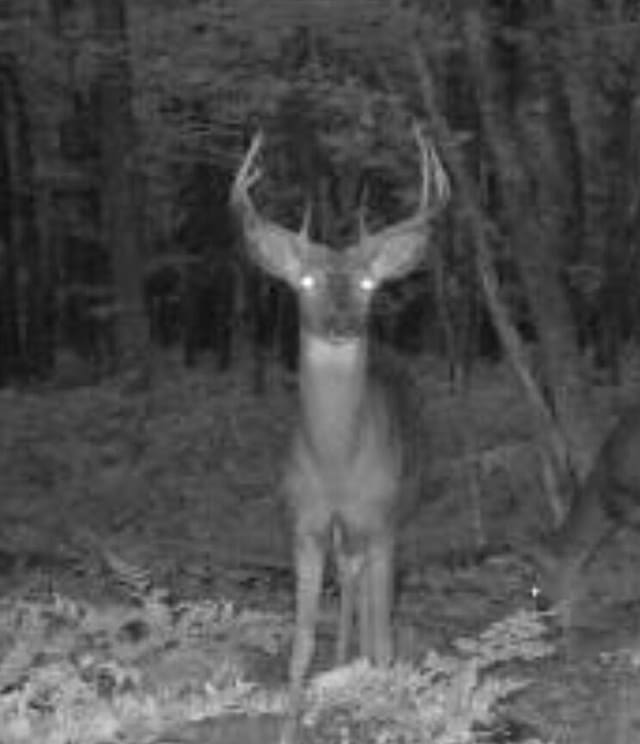 VL W Jones Lake Rd, Grayling, MI 49738
