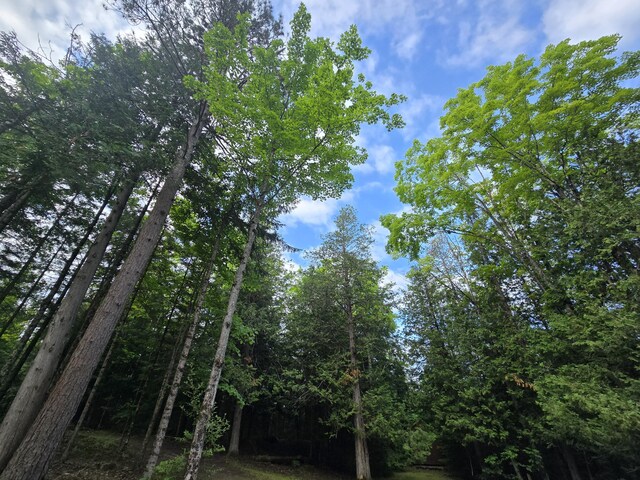 1987 N Galbraith Rd, Mio, MI 48647 - view of tree filled area