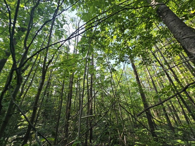 1987 N Galbraith Rd, Mio, MI 48647 - view of woods