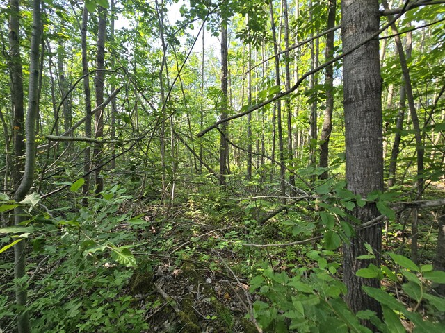 1987 N Galbraith Rd, Mio, MI 48647 - view of woods