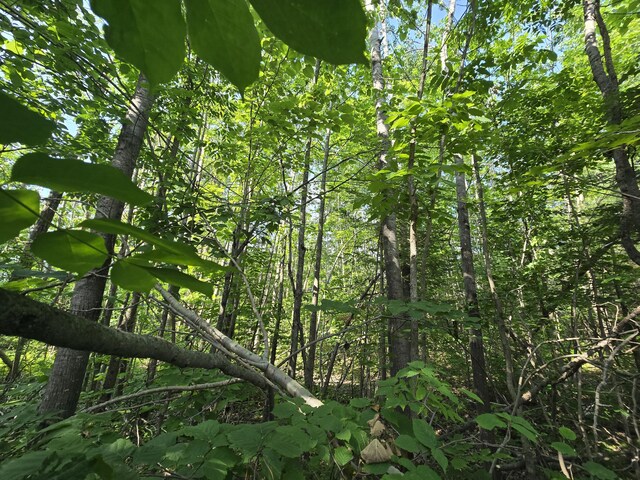 1987 N Galbraith Rd, Mio, MI 48647 - view of woods