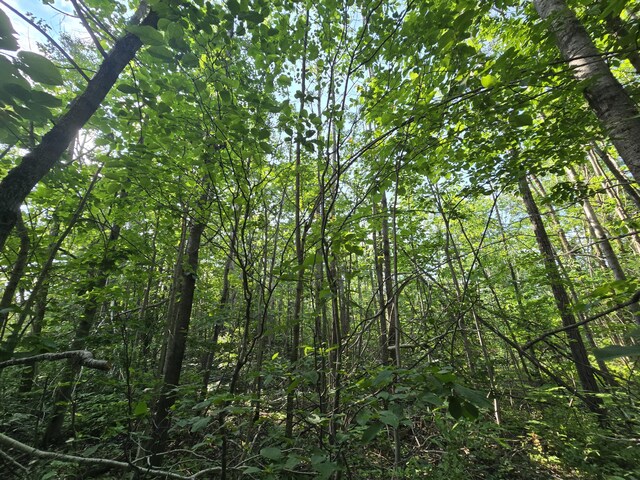 1987 N Galbraith Rd, Mio, MI 48647 - view of wooded area