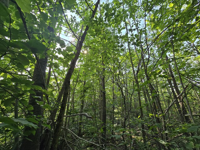 1987 N Galbraith Rd, Mio, MI 48647 - view of undeveloped land