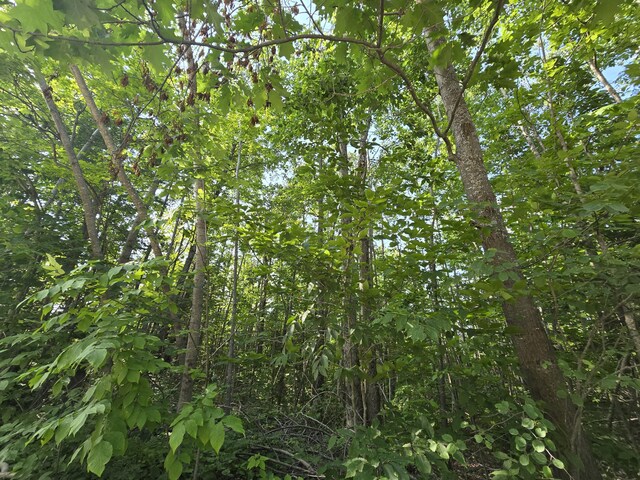 1987 N Galbraith Rd, Mio, MI 48647 - view of undeveloped land