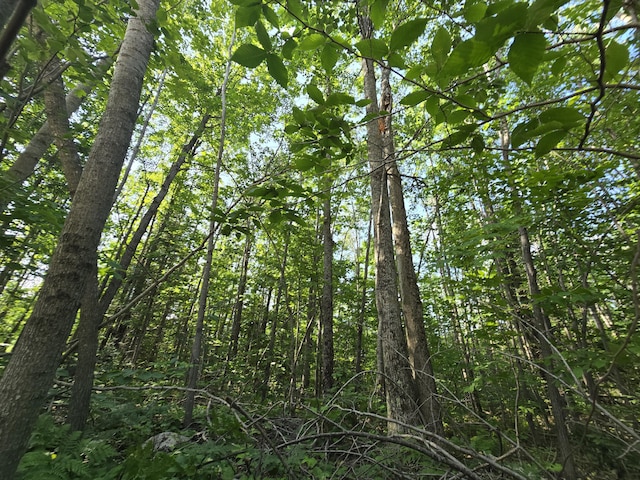 1987 N Galbraith Rd, Mio, MI 48647 - view of wooded area