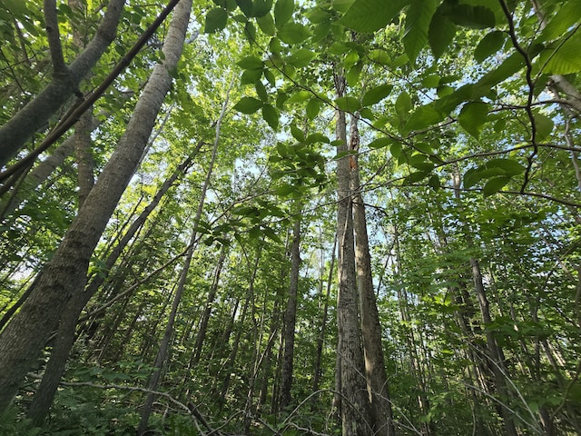 1987 N Galbraith Rd, Mio, MI 48647 - view of woods