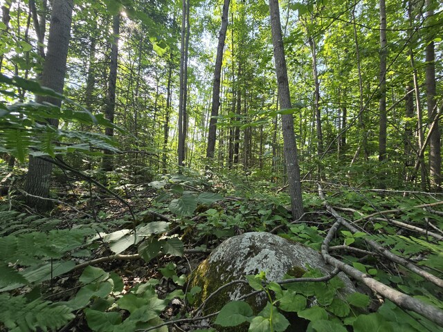 1987 N Galbraith Rd, Mio, MI 48647 - view of local wilderness
