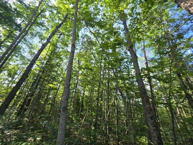 1987 N Galbraith Rd, Mio, MI 48647 - view of local wilderness