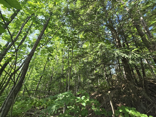 1987 N Galbraith Rd, Mio, MI 48647 - view of tree filled area