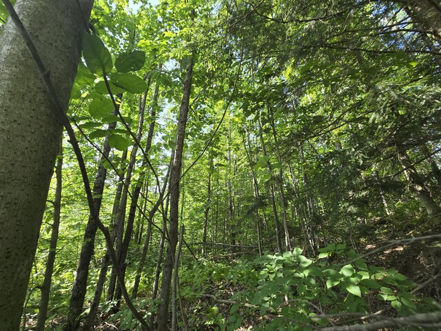 1987 N Galbraith Rd, Mio, MI 48647 - view of wooded area