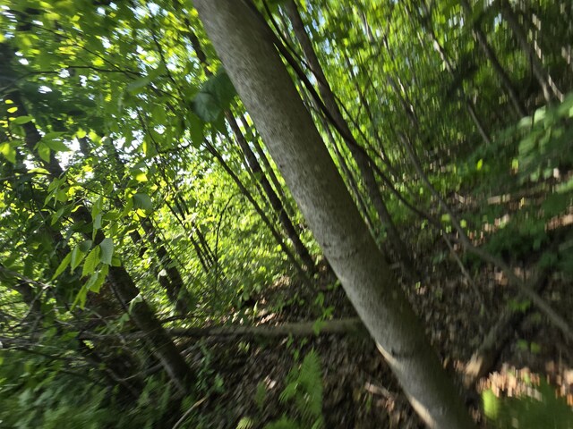 1987 N Galbraith Rd, Mio, MI 48647 - view of nature
