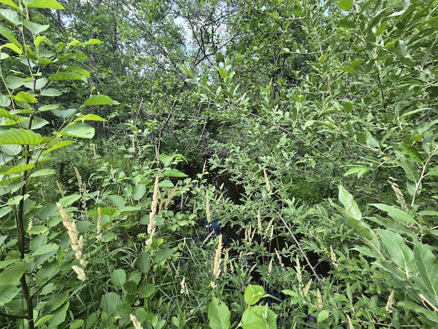 1987 N Galbraith Rd, Mio, MI 48647 - view of nature