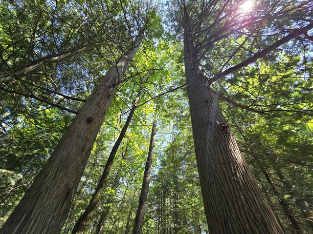 1987 N Galbraith Rd, Mio, MI 48647 - view of woods