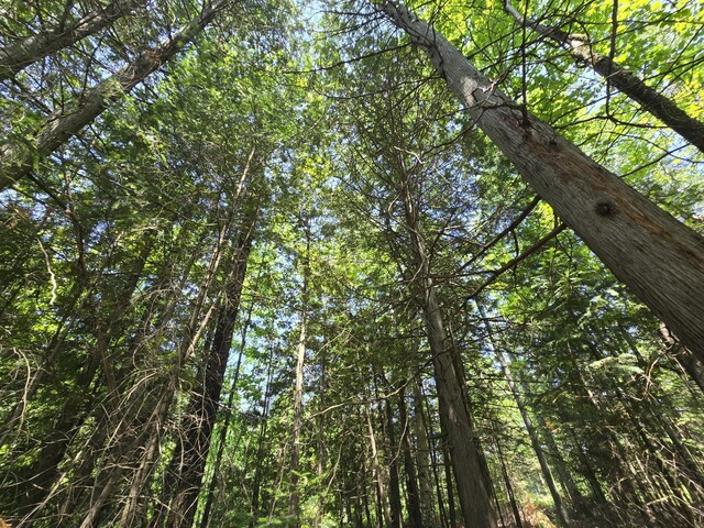 1987 N Galbraith Rd, Mio, MI 48647 - view of nature
