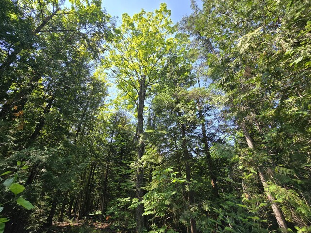 1987 N Galbraith Rd, Mio, MI 48647 - view of local wilderness