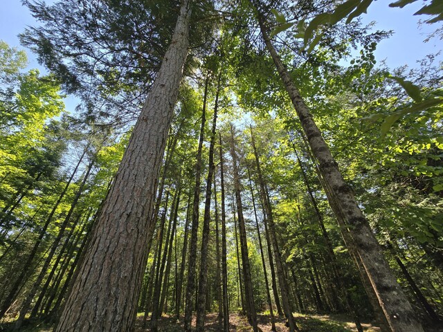 1987 N Galbraith Rd, Mio, MI 48647 - view of nature