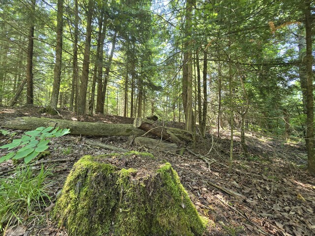 1987 N Galbraith Rd, Mio, MI 48647 - view of wooded area