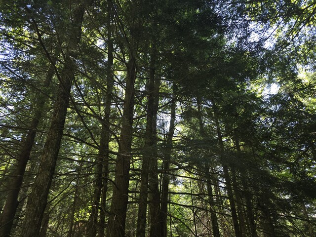 1987 N Galbraith Rd, Mio, MI 48647 - view of local wilderness