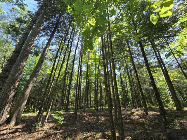 1987 N Galbraith Rd, Mio, MI 48647 - view of tree filled area