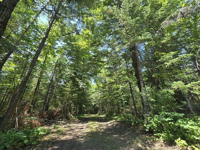 1987 N Galbraith Rd, Mio, MI 48647 - view of wooded area