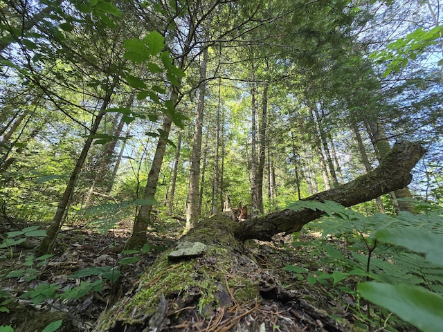 899 Bills Rd, Mio, MI 48647 - view of undeveloped land
