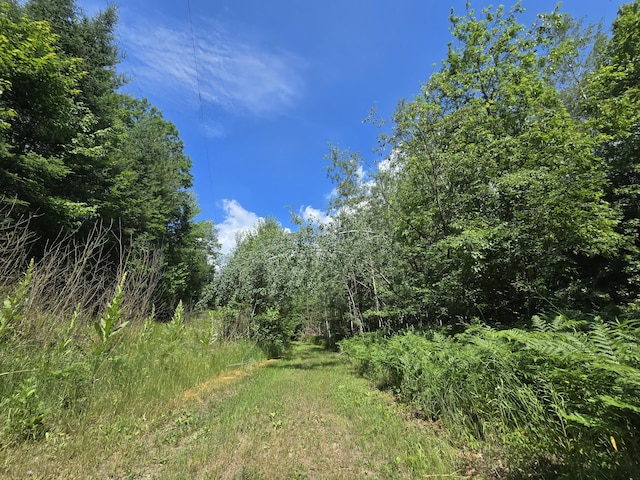 899 Bills Rd, Mio, MI 48647 - view of tree filled area