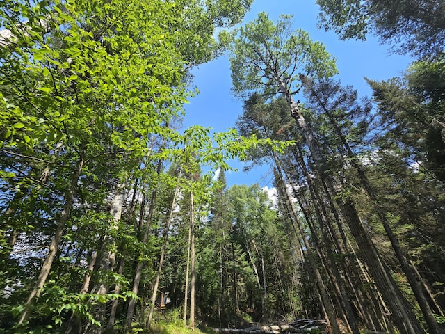 899 Bills Rd, Mio, MI 48647 - view of undeveloped land