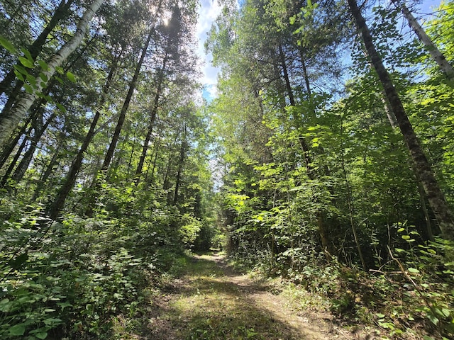 899 Bills Rd, Mio, MI 48647 - view of wooded area