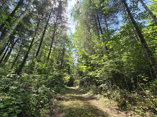 899 Bills Rd, Mio, MI 48647 - view of local wilderness