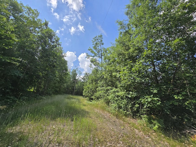 899 Bills Rd, Mio, MI 48647 - view of tree filled area
