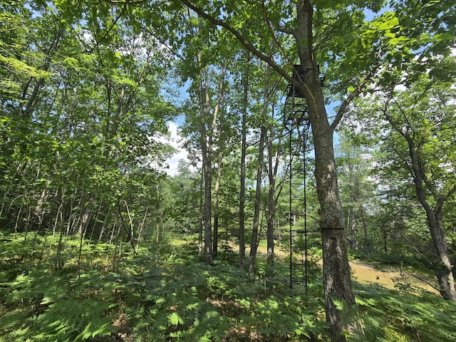 899 Bills Rd, Mio, MI 48647 - view of woods