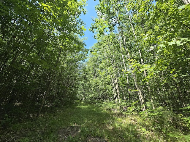 899 Bills Rd, Mio, MI 48647 - view of local wilderness