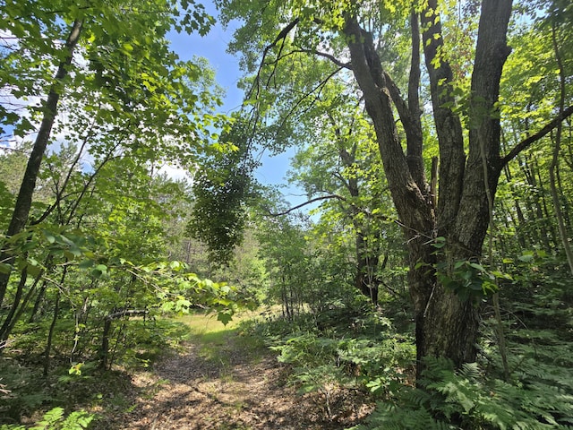 899 Bills Rd, Mio, MI 48647 - view of woods