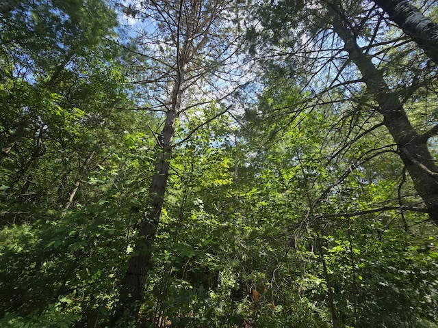 899 Bills Rd, Mio, MI 48647 - view of tree filled area