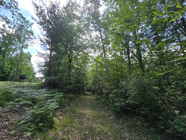 899 Bills Rd, Mio, MI 48647 - view of nature