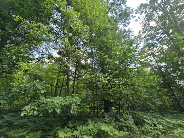 899 Bills Rd, Mio, MI 48647 - view of wooded area