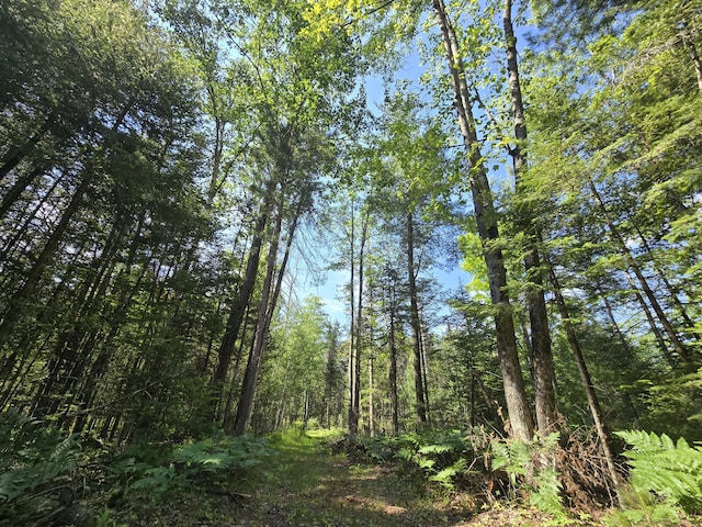899 Bills Rd, Mio, MI 48647 - view of local wilderness